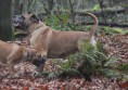 /album/brutus/brutus-2-jpg/